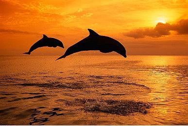 温馨植物爱好者模拟器《Urban Jungle 我的小绿屋》将于今年晚些时候登陆PC